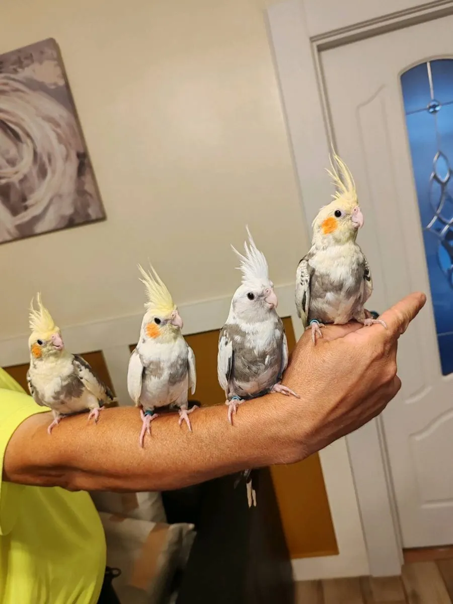Four Baby hand reared cockatiels - Image 1