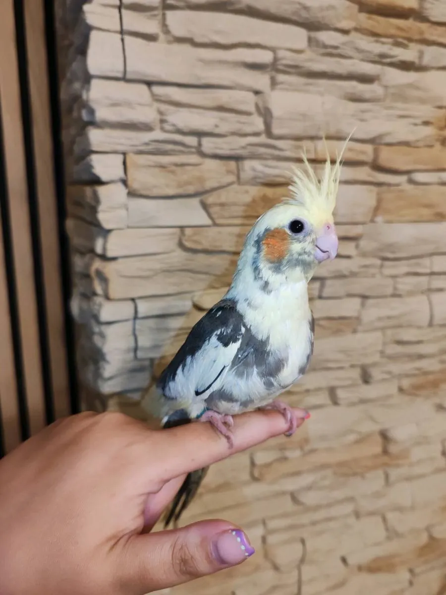 Four Baby hand reared cockatiels - Image 2