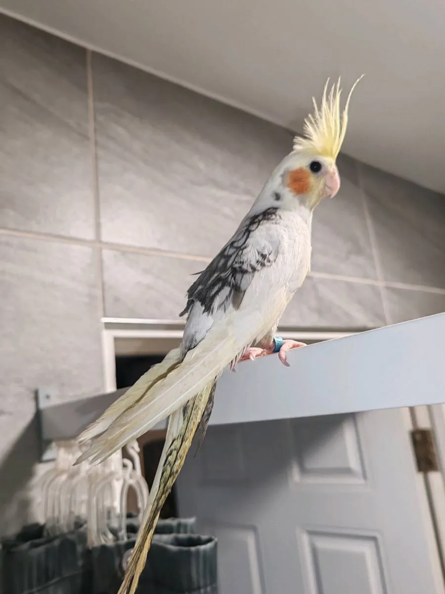 Four Baby hand reared cockatiels - Image 3
