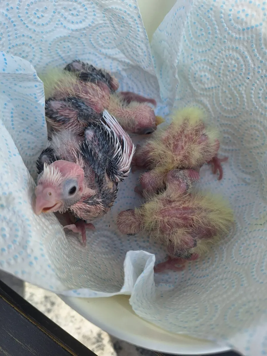 Four Baby hand reared cockatiels - Image 4