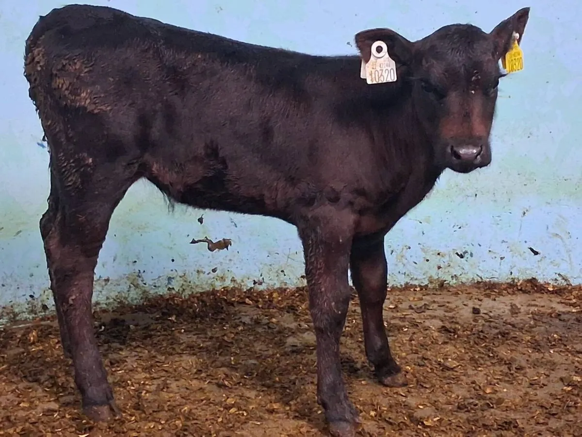Suckler Bred Angus Heifer Calf - Image 1