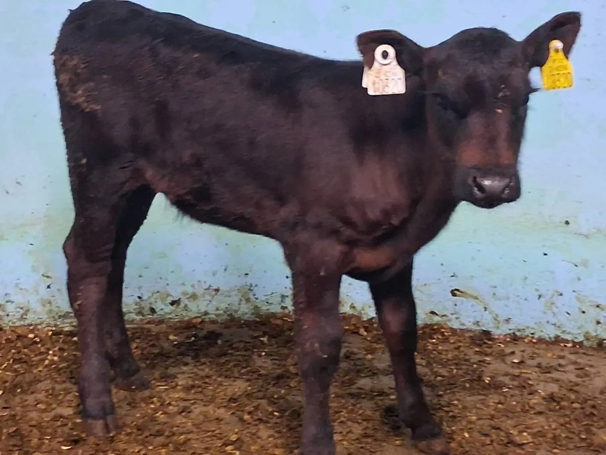Suckler Bred Angus Heifer Calf - Image 3