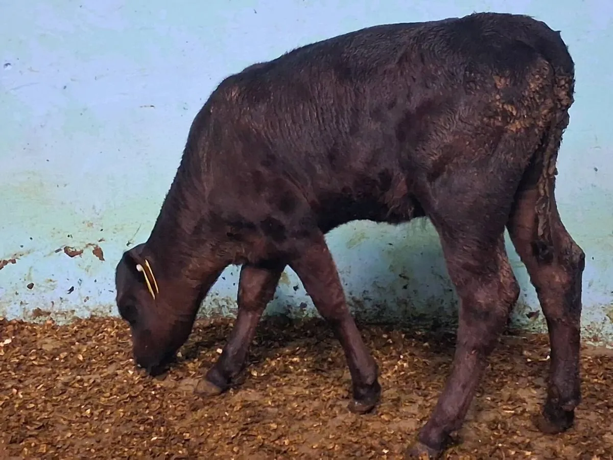 Suckler Bred Angus Heifer Calf - Image 4