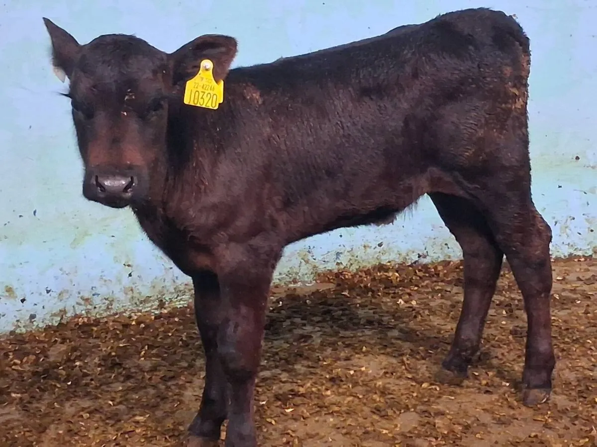 Suckler Bred Angus Heifer Calf - Image 2