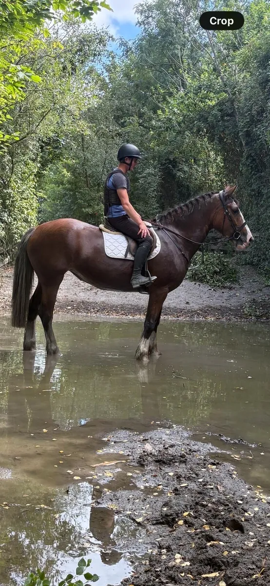 Beautiful 4 Year Old Mare - Image 4