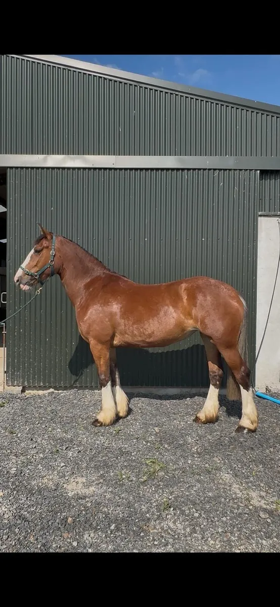 Beautiful 4 Year Old Mare - Image 1