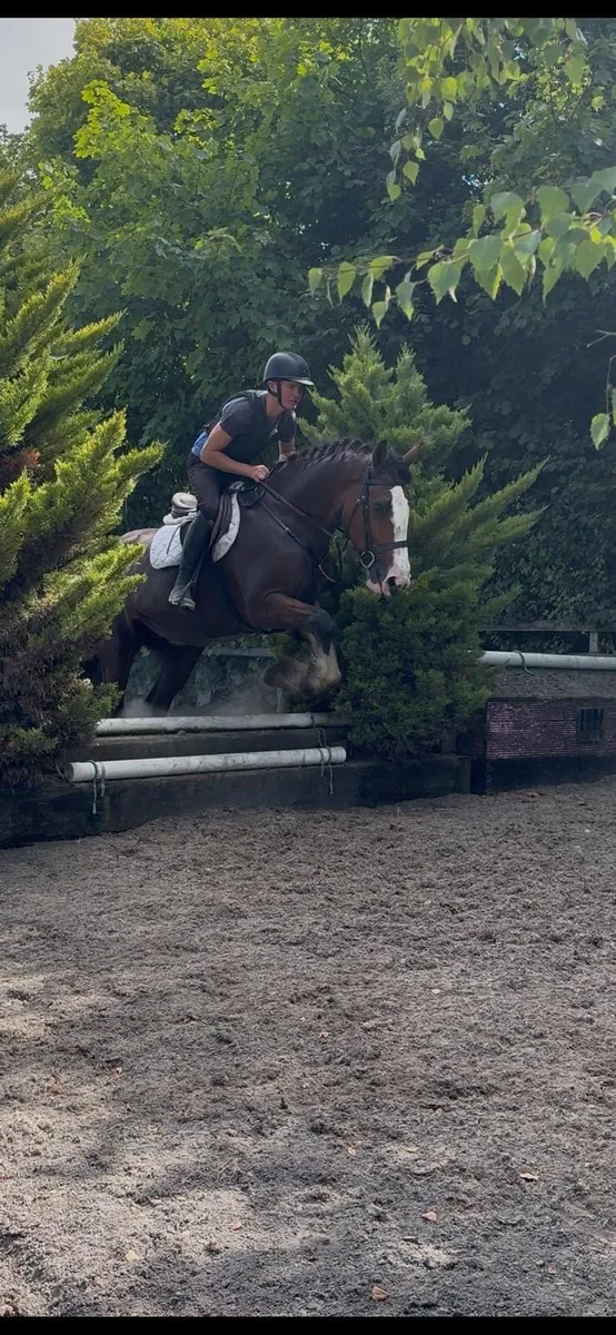 Beautiful 4 Year Old Mare - Image 2