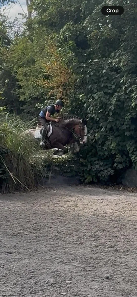 Beautiful 4 Year Old Mare - Image 3