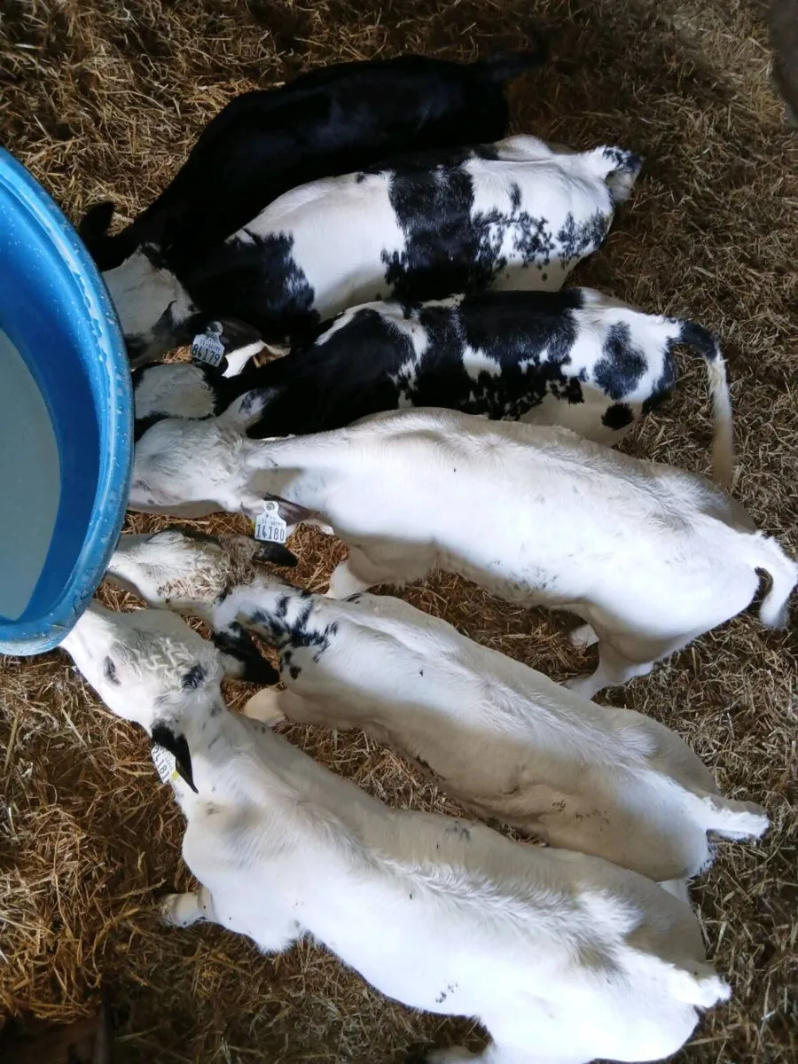 6 beef calves - Image 1