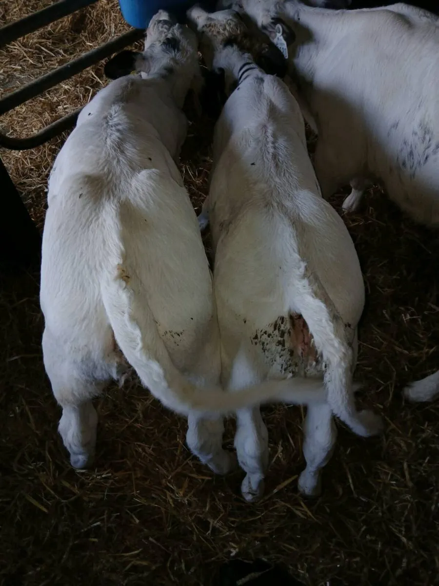 6 beef calves - Image 2