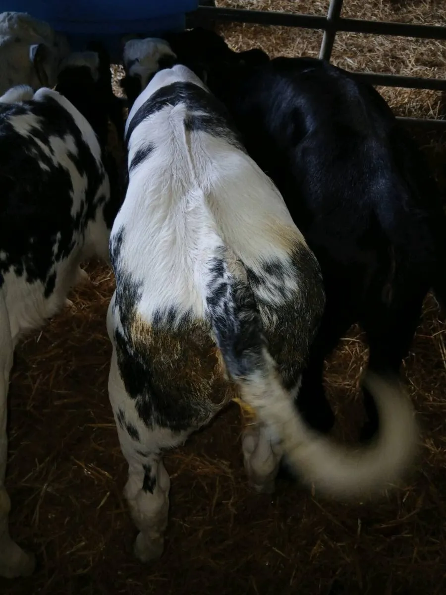 6 beef calves - Image 3