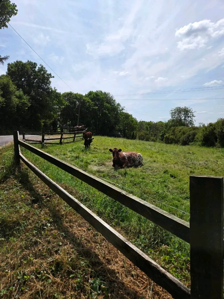 Shorthorn cows - Image 1