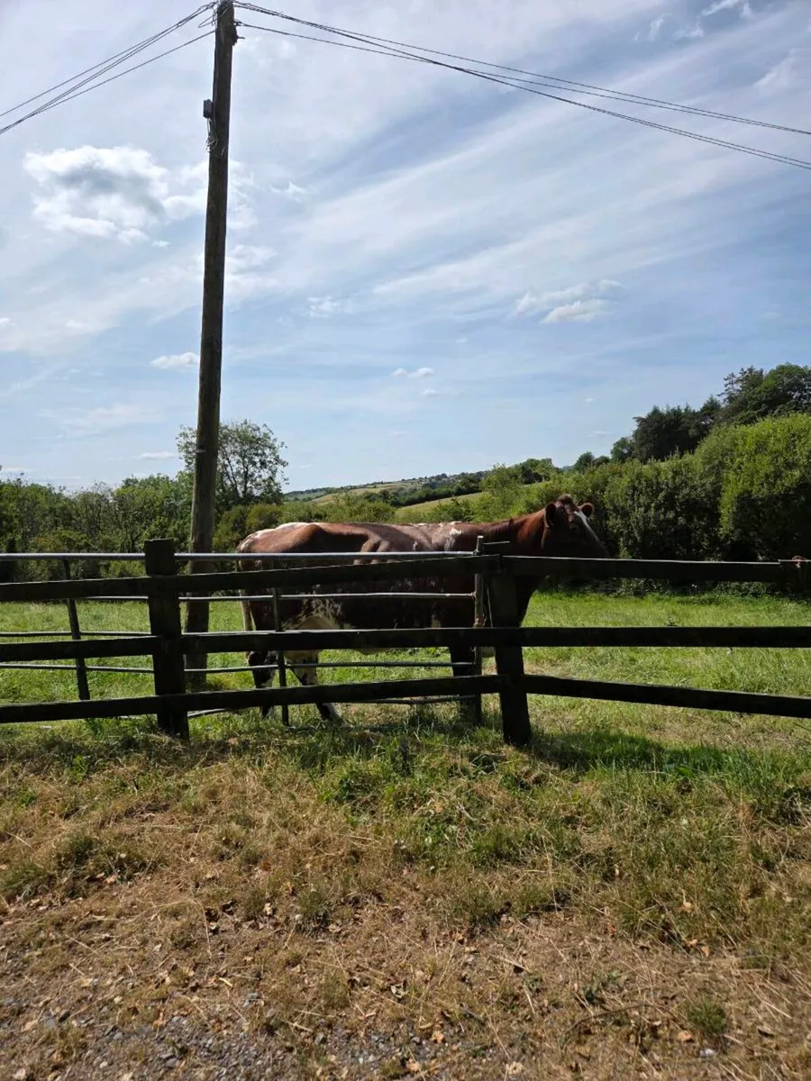 Shorthorn cows - Image 2