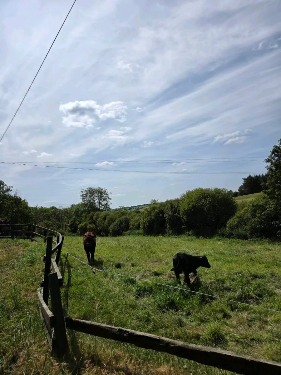 Shorthorn cows - Image 3