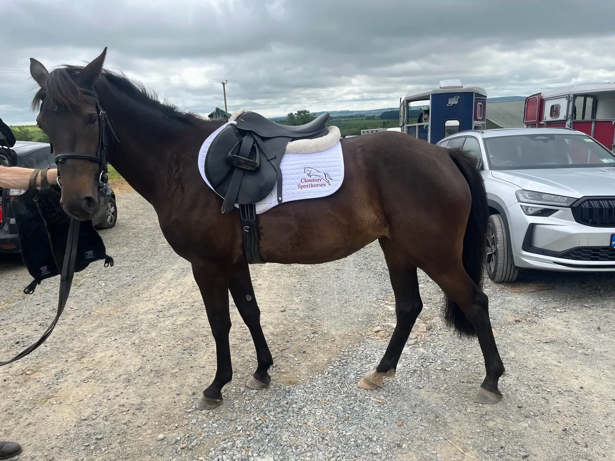 4yo filly