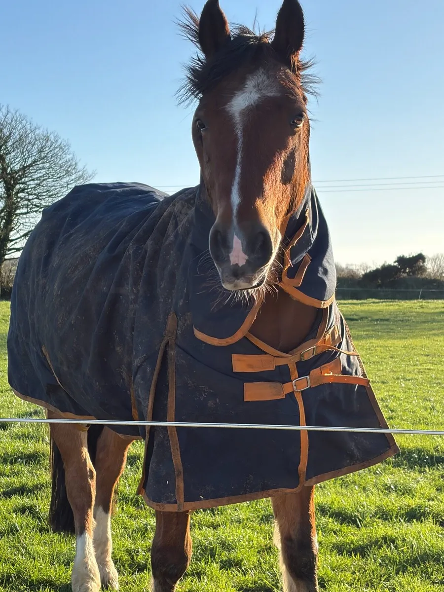 🐴 The Sweetest Pony ever For Sale ⭐️ - Image 2