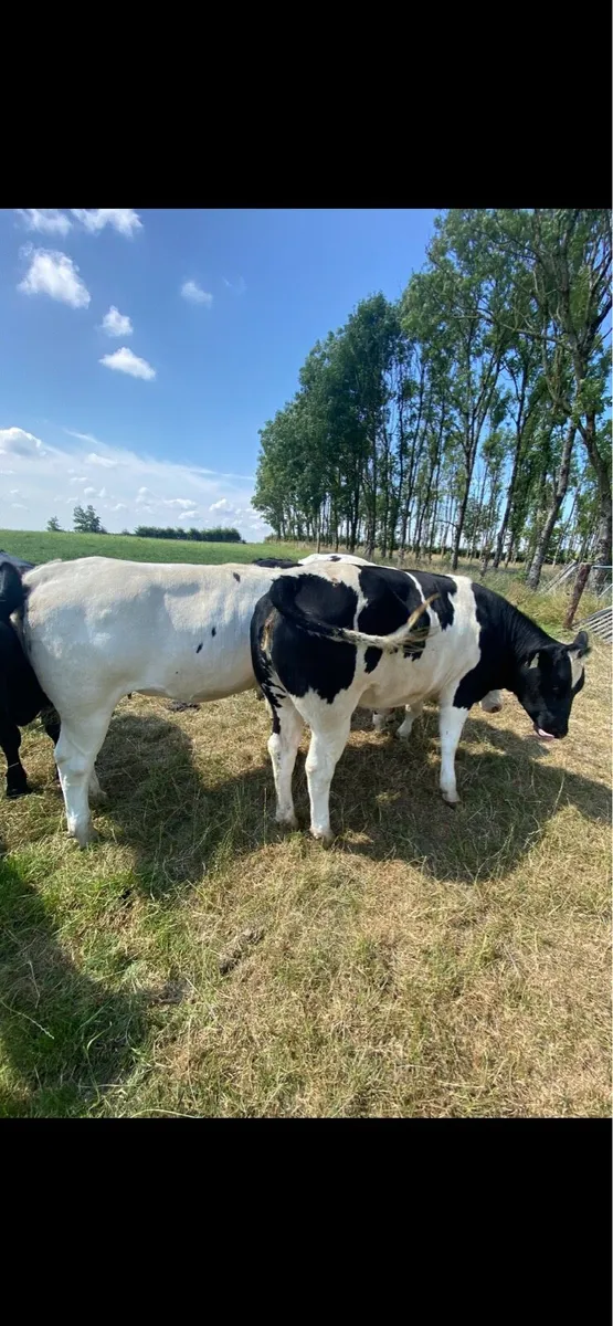 Belgian Blue Heifers - Image 1