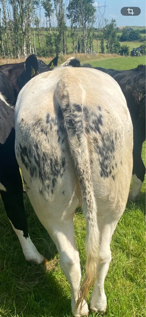 Belgian Blue Heifers - Image 2