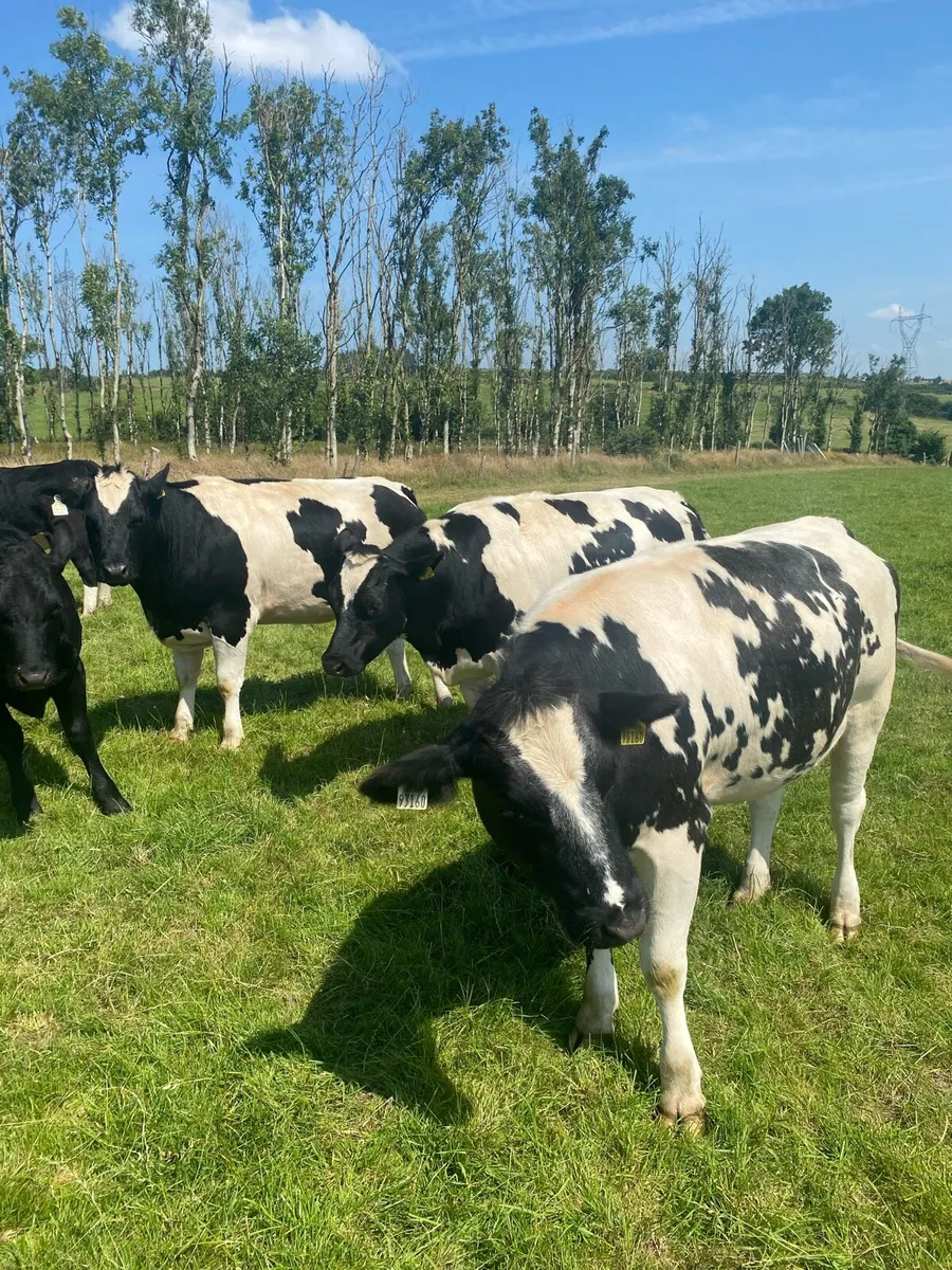 Belgian Blue Heifers - Image 3