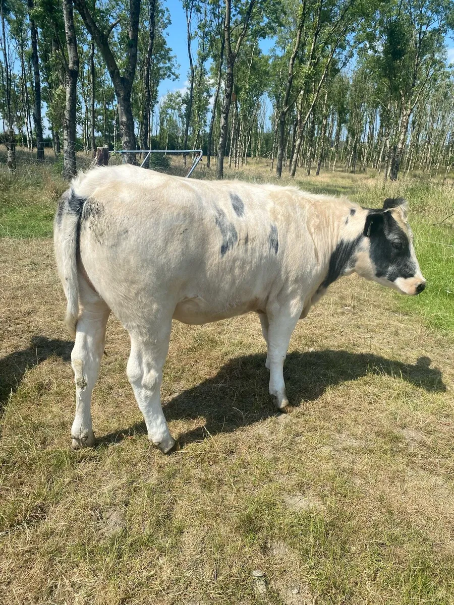 Belgian Blue Heifers - Image 4