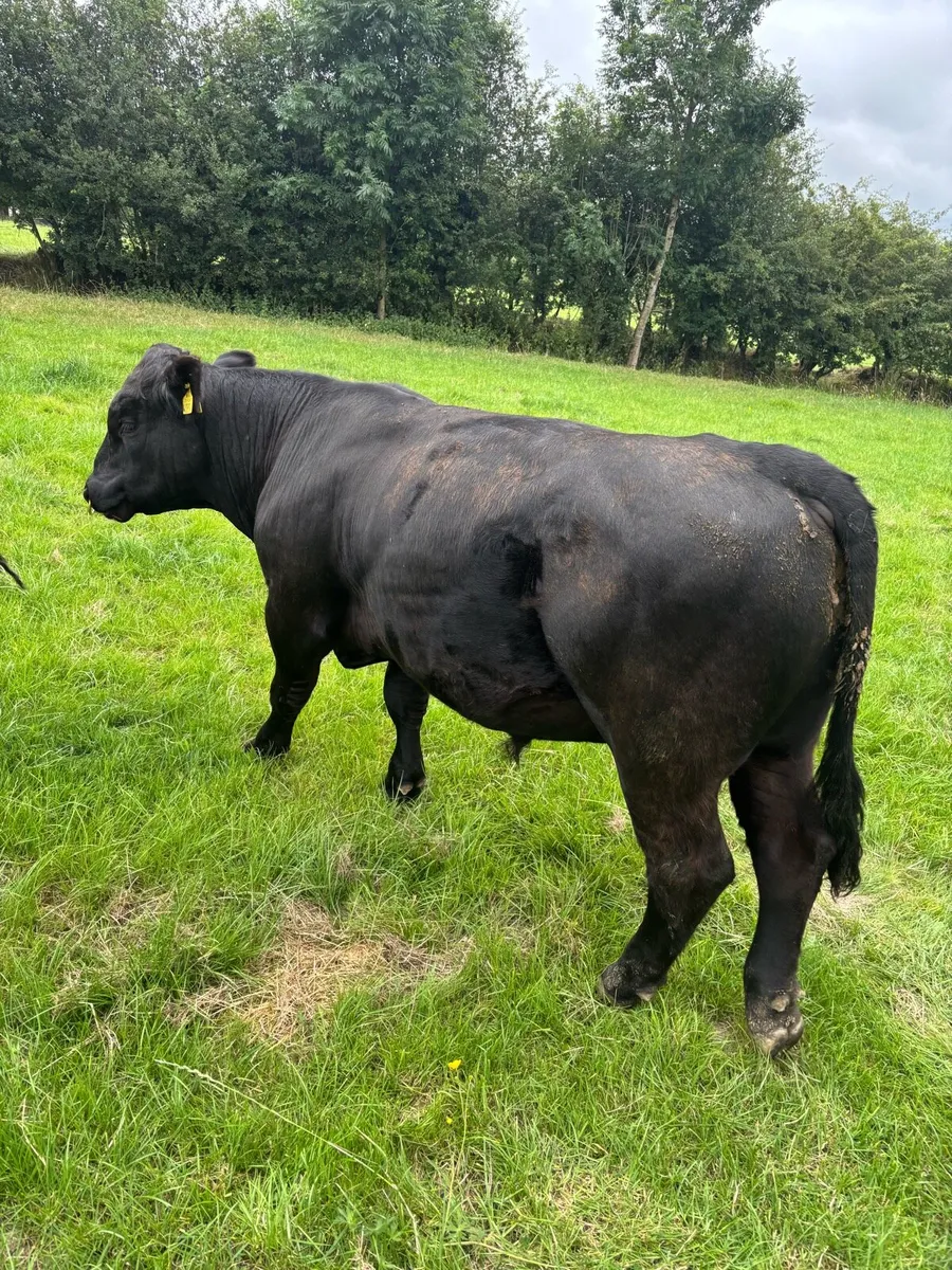 Angus Bull - Image 1