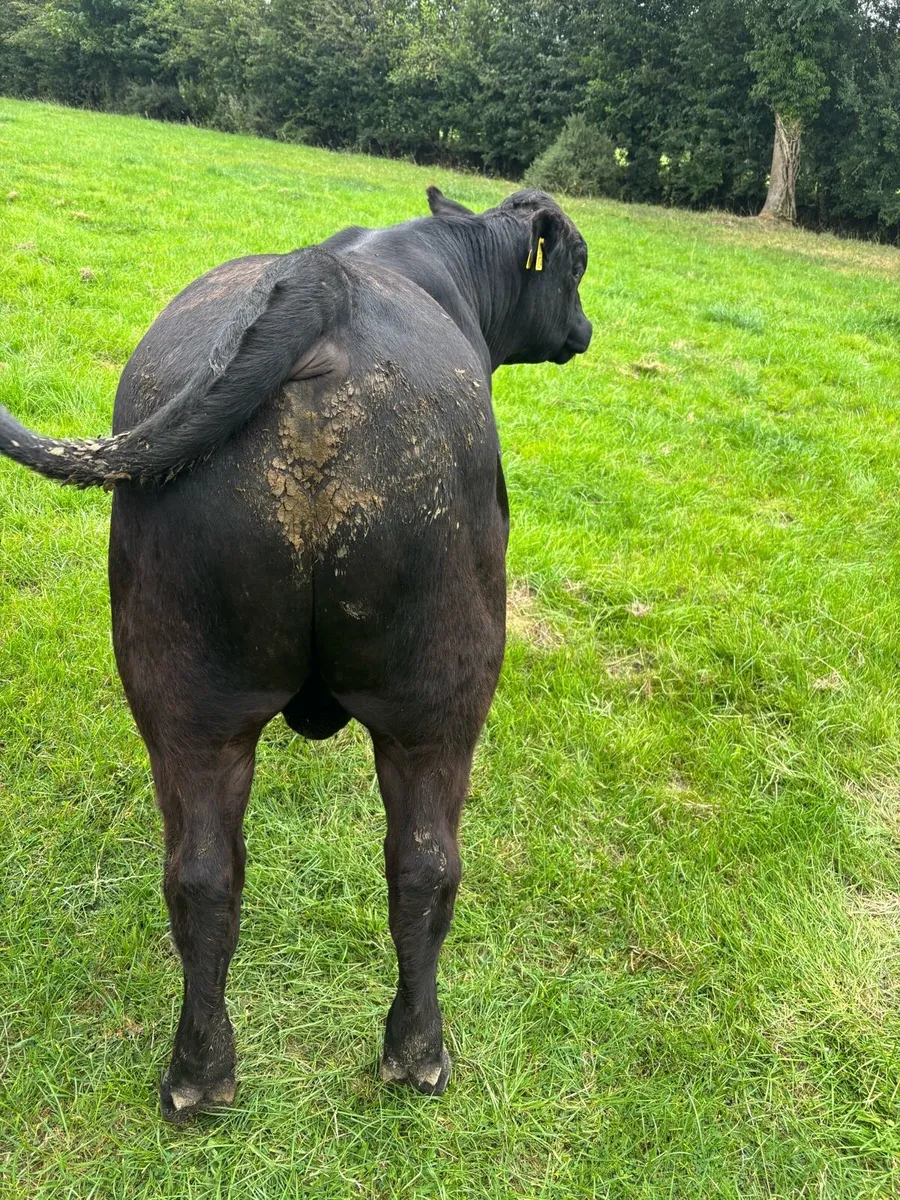 Angus Bull - Image 2