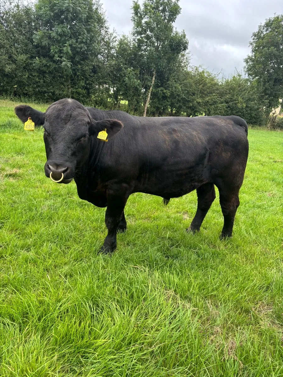 Angus Bull - Image 3