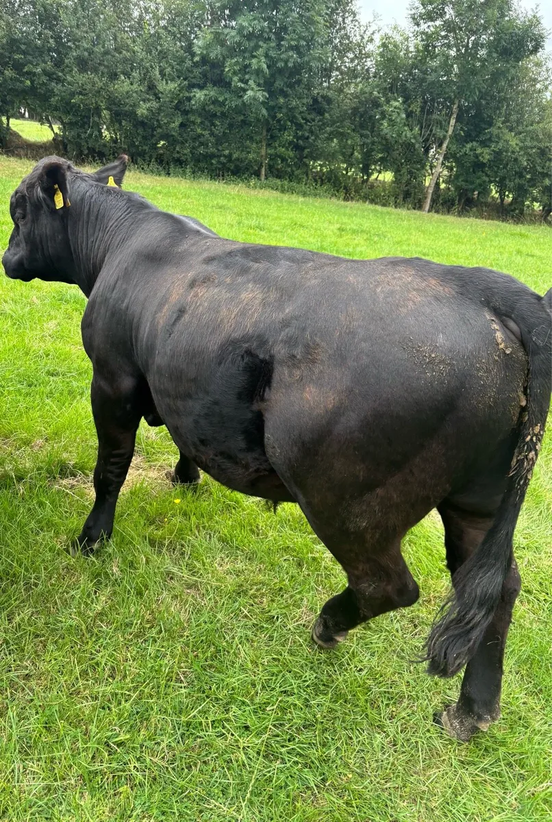 Angus Bull - Image 4