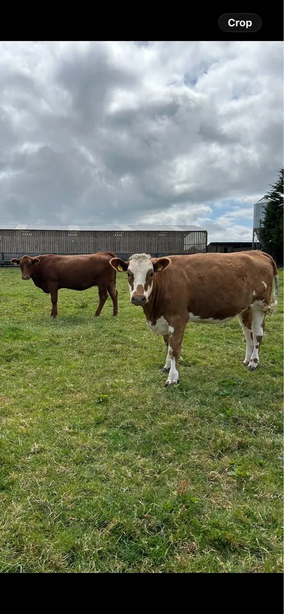 2 In-calf heifers - Image 1
