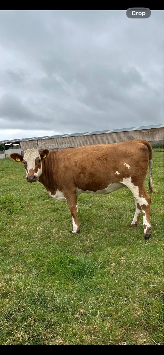 2 In-calf heifers - Image 2