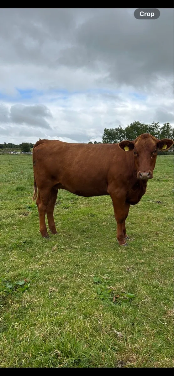 2 In-calf heifers - Image 3