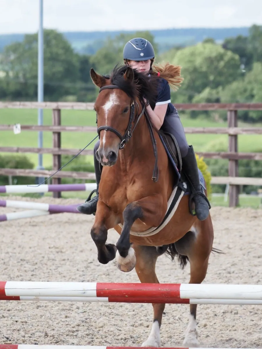 🐴 The Sweetest Pony ever For Sale ⭐️ - Image 4
