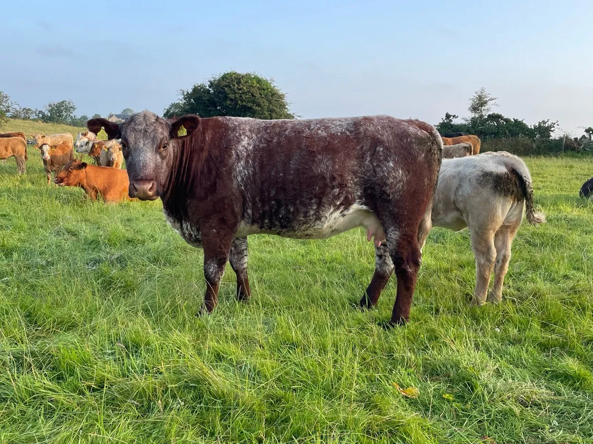 Cows and calf’s for saintfield mart - Image 2