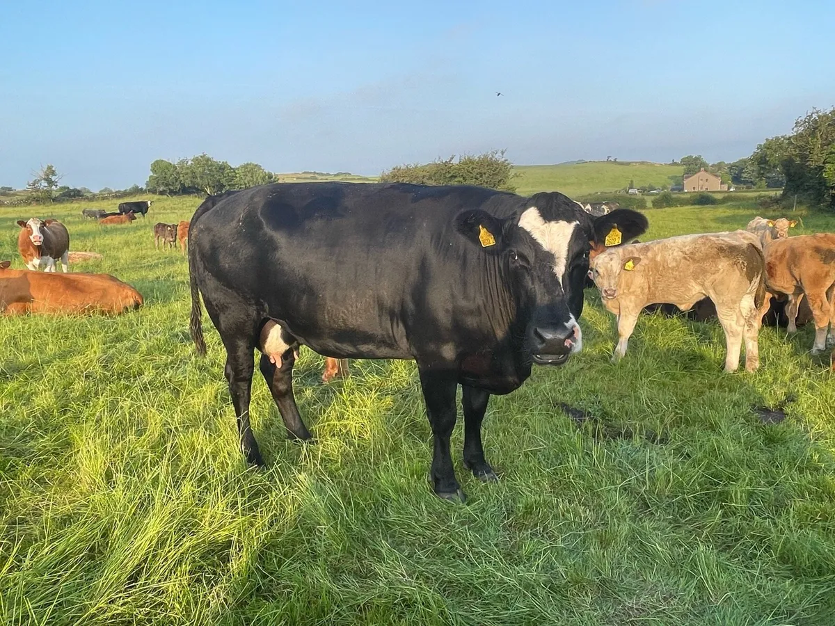 Cows and calf’s for saintfield mart - Image 3