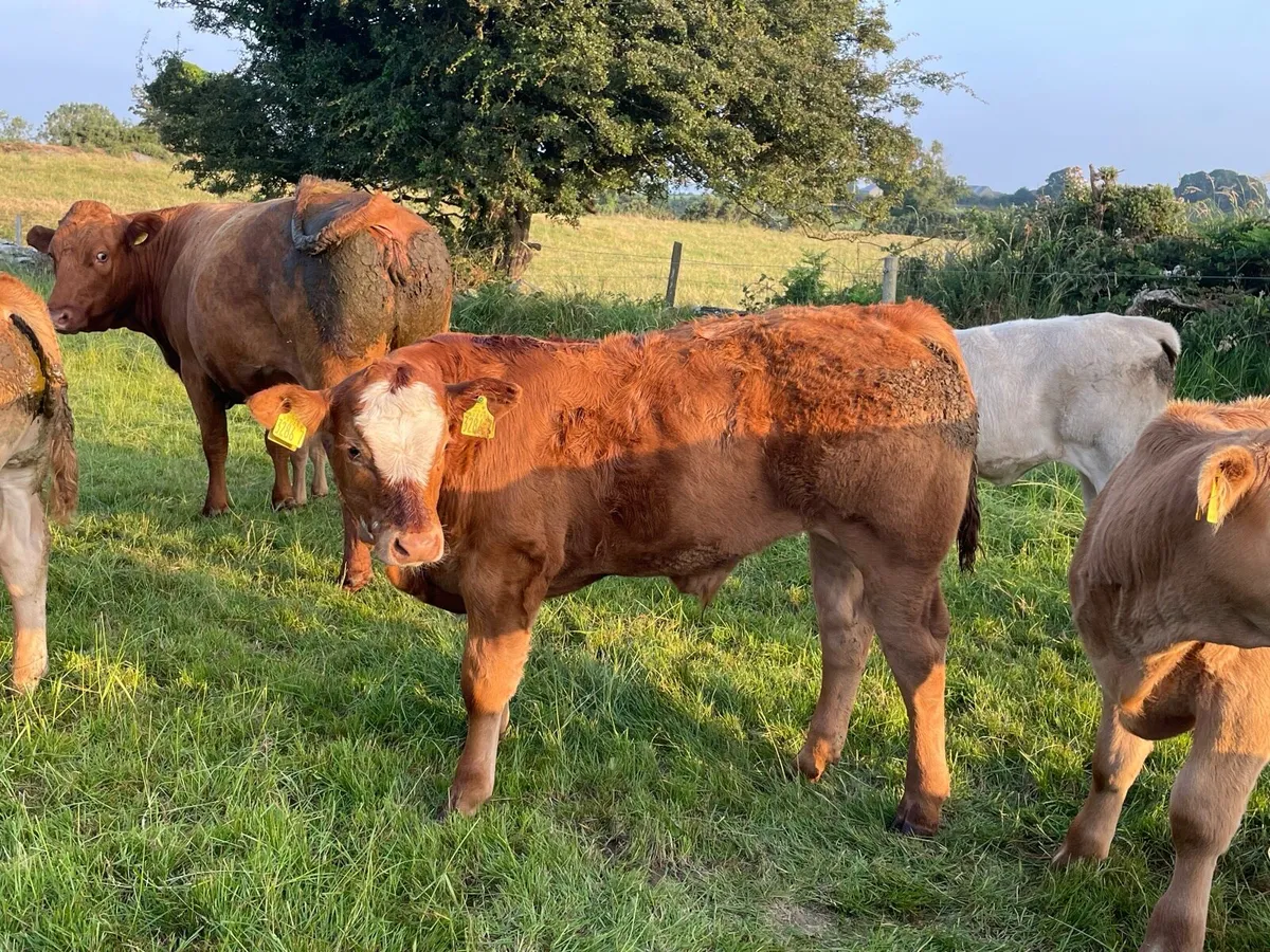 Cows and calf’s for saintfield mart - Image 4