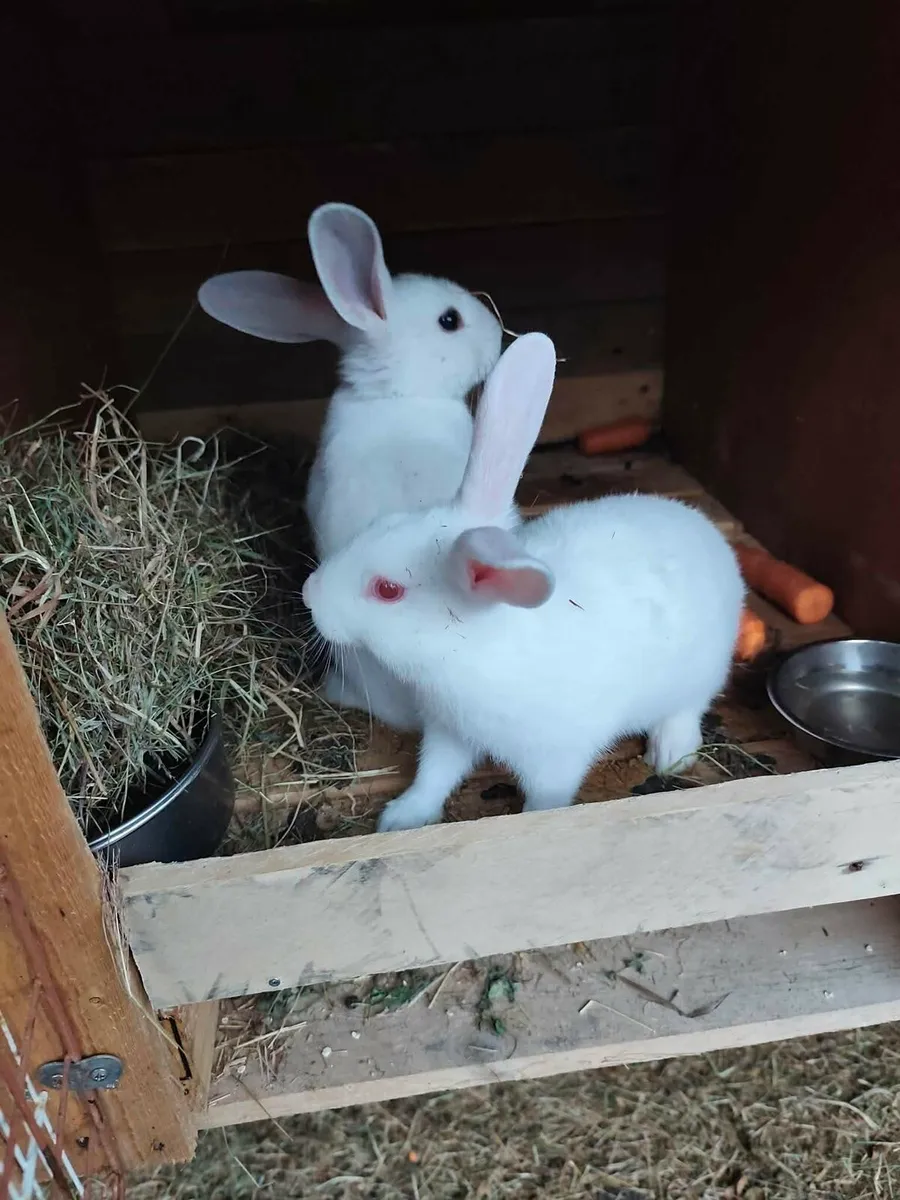 Rabbits