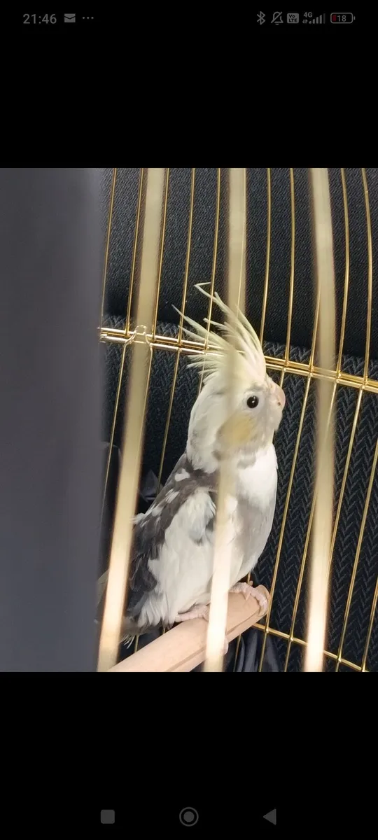 Cockatiel - Image 1