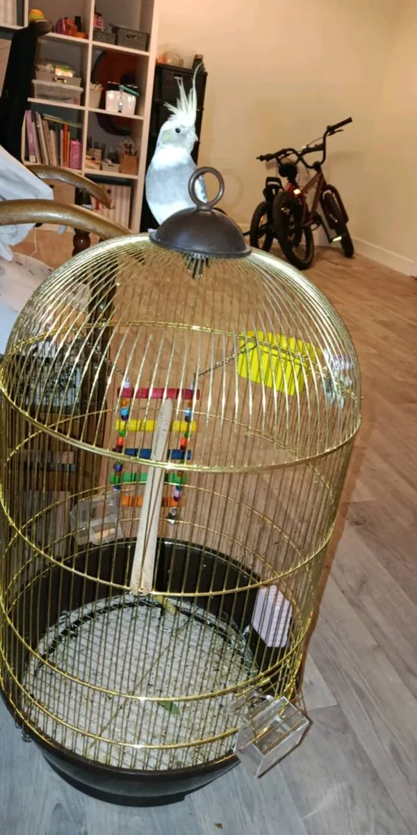 Cockatiel - Image 2