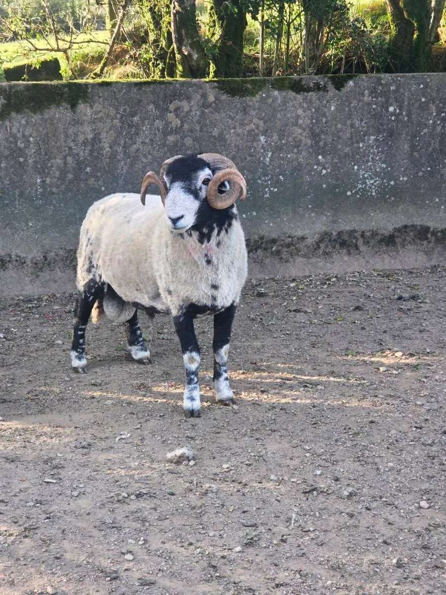 2 year old swale ram - Image 3