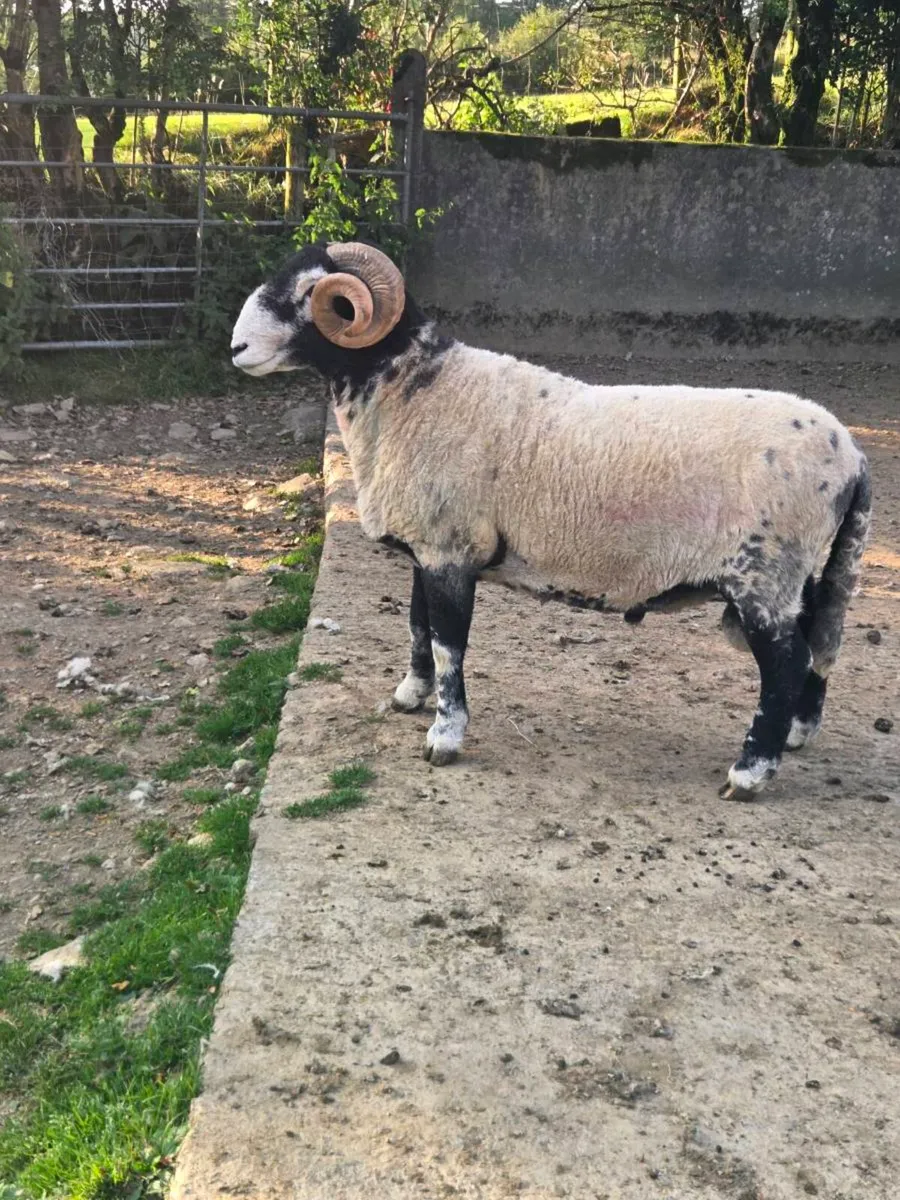 2 year old swale ram - Image 4