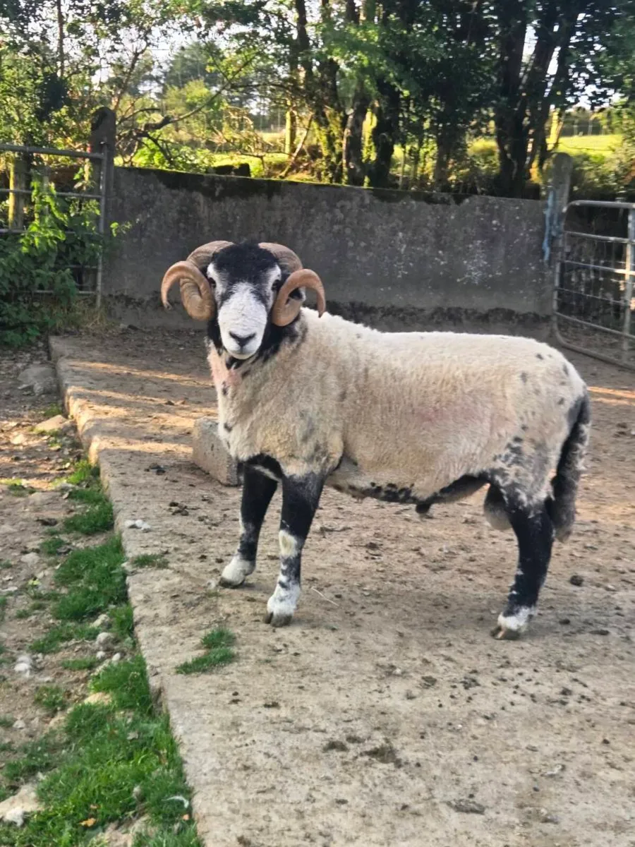 2 year old swale ram - Image 1