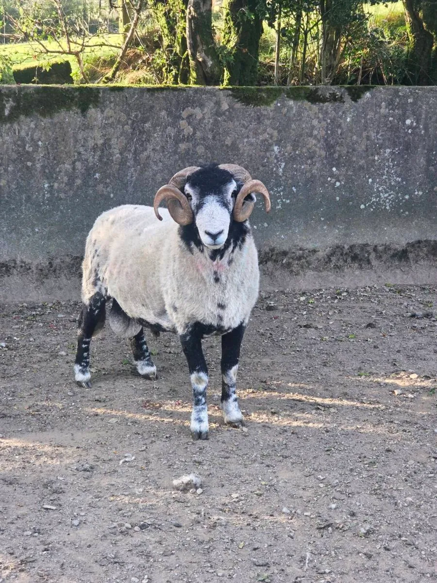 2 year old swale ram - Image 2