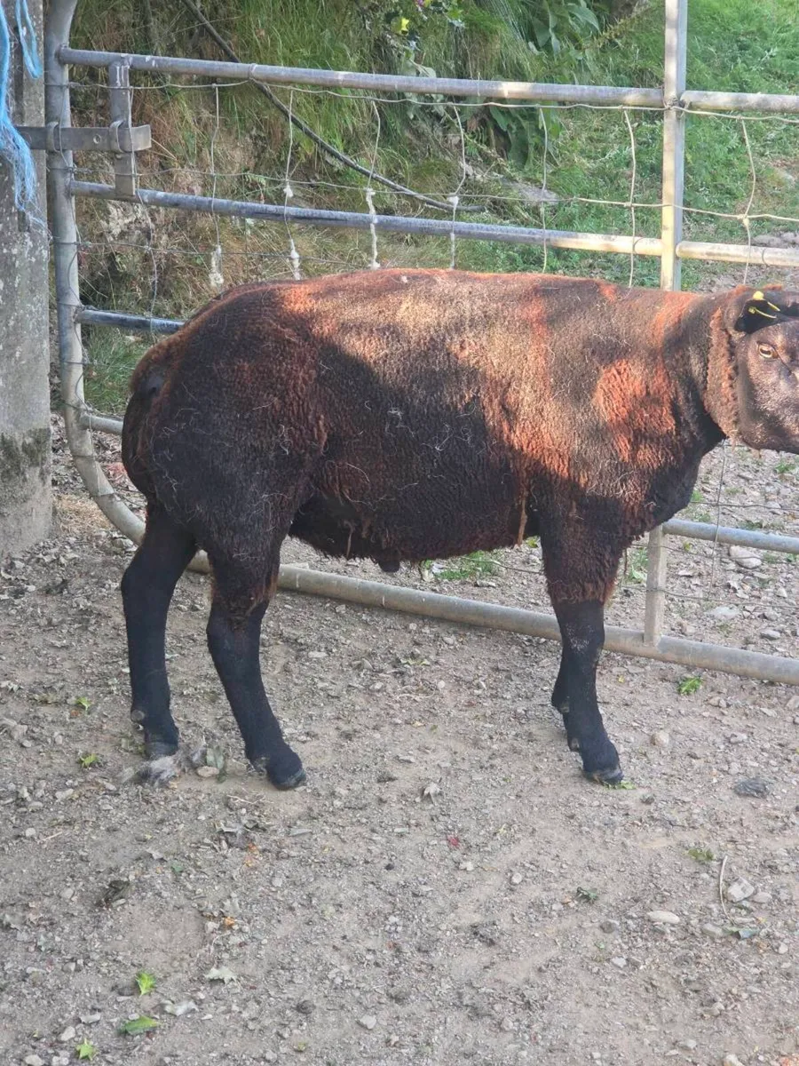 2 year old blue texel - Image 2