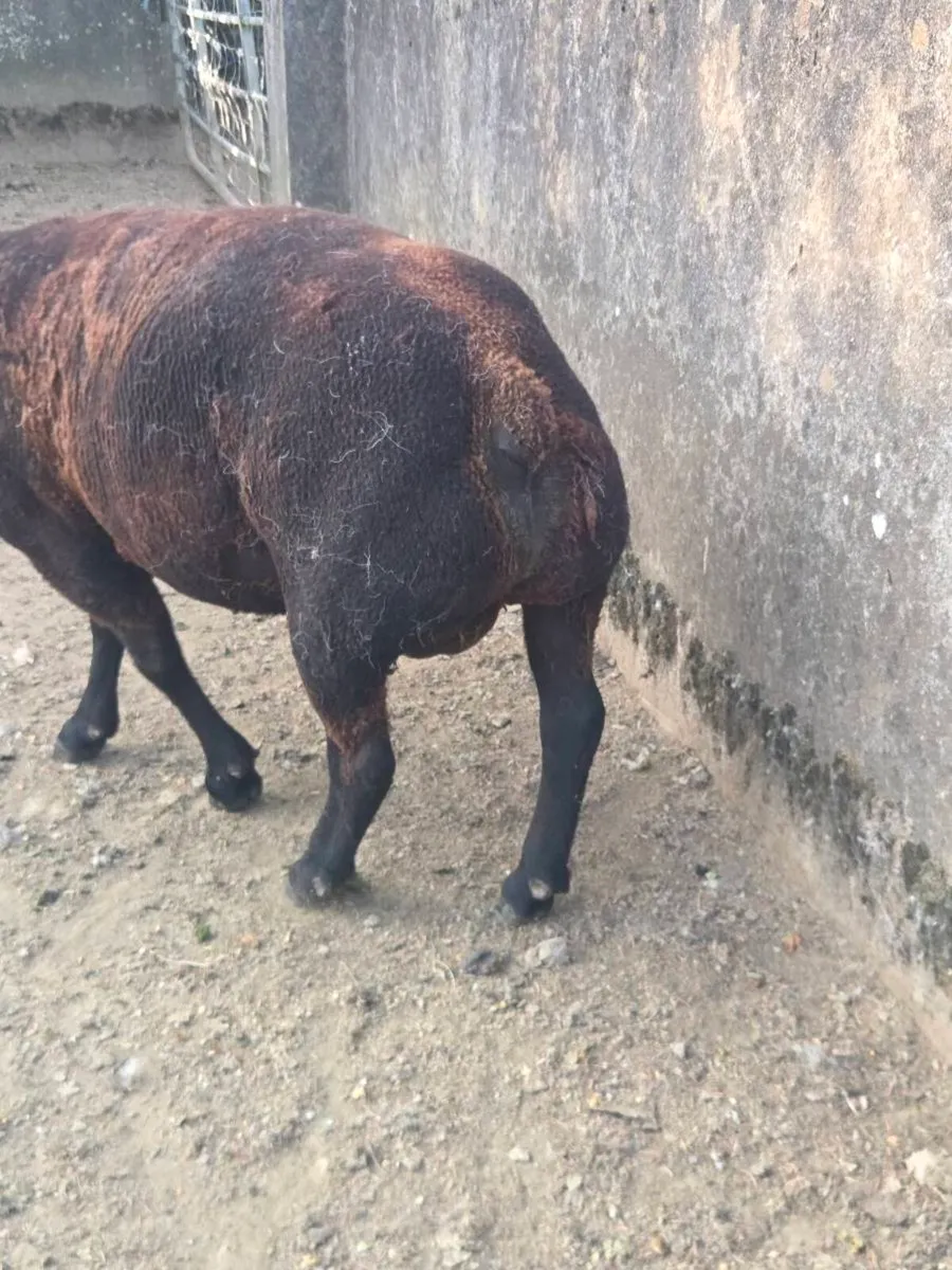 2 year old blue texel - Image 3