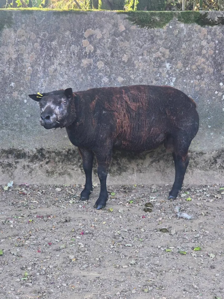 2 year old blue texel - Image 1