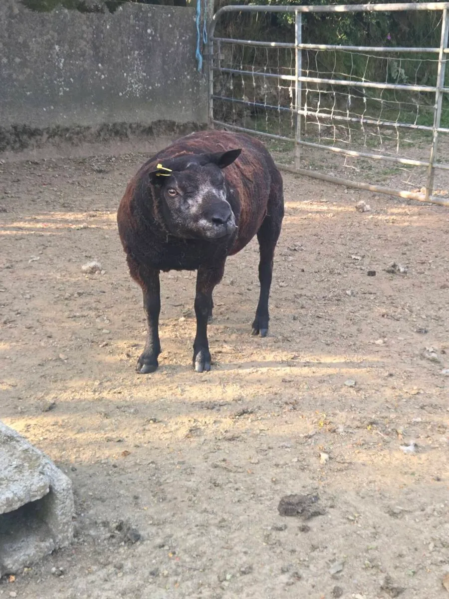 2 year old blue texel - Image 4
