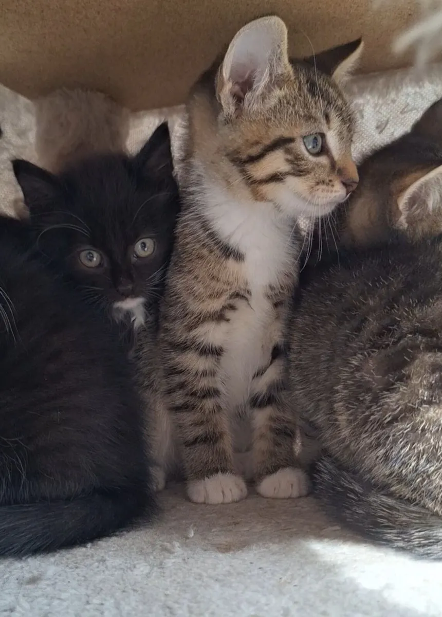 Kittens - Image 3