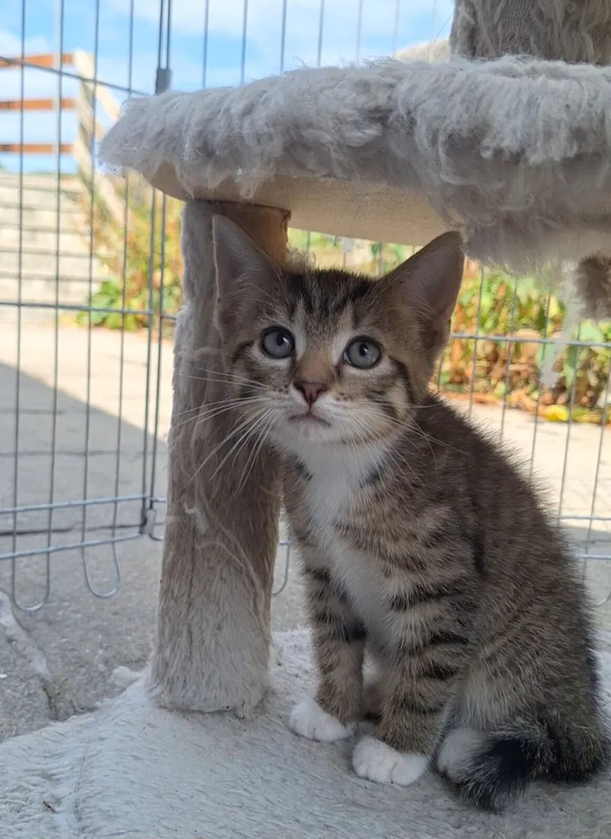 Kittens - Image 2