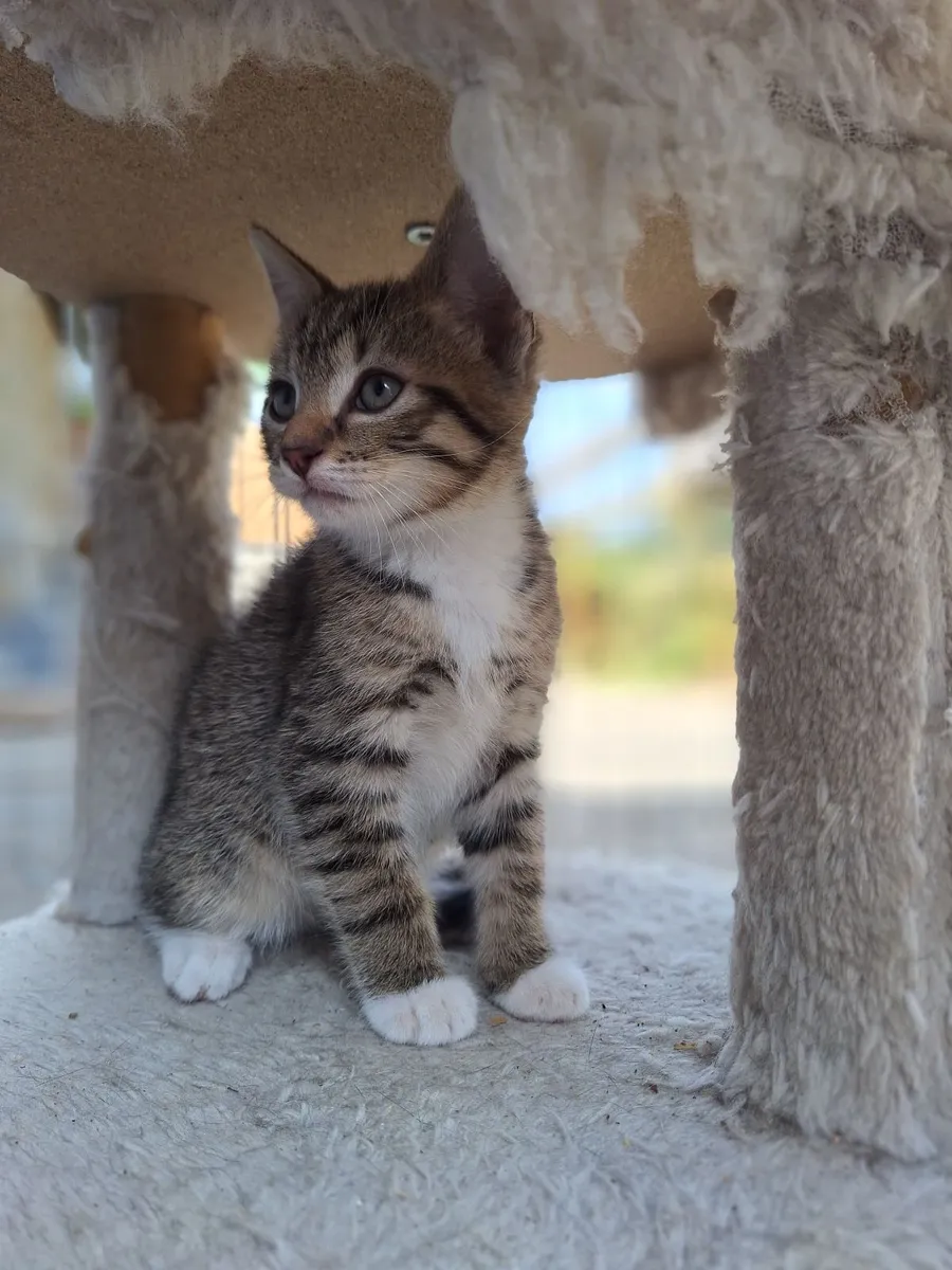 Kittens - Image 1
