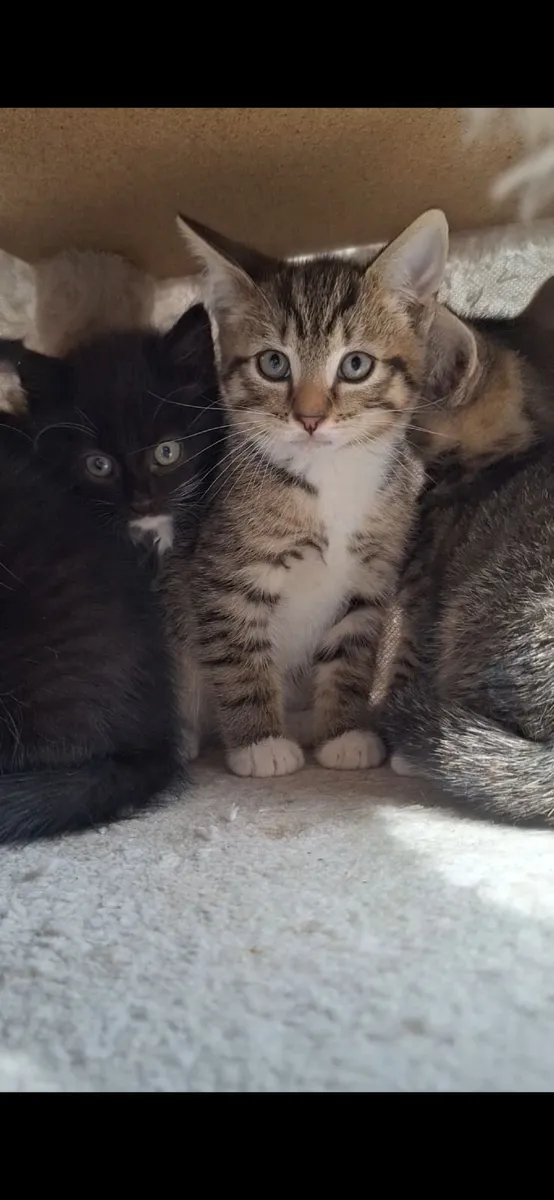 Kittens - Image 4